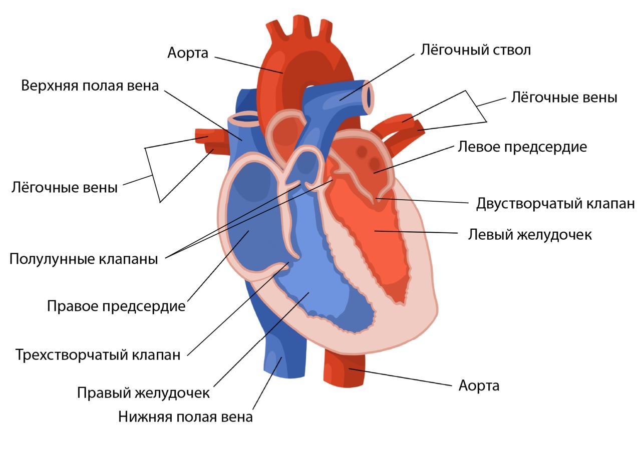 Когда боль в сердце сигнализирует о серьезной угрозе здоровью