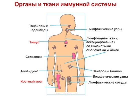 Миф о перегрузке иммунитета прививками